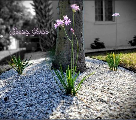 Suncoast Landscaping and Lawn Care