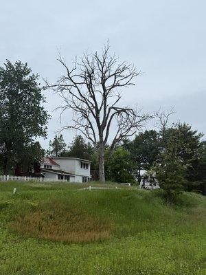 Capital Pro Tree Removal