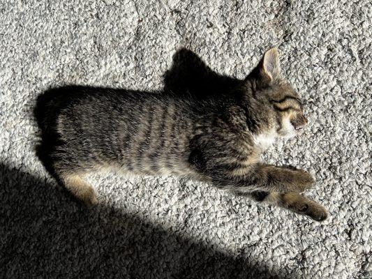 Iron Mountain Animal Hospital