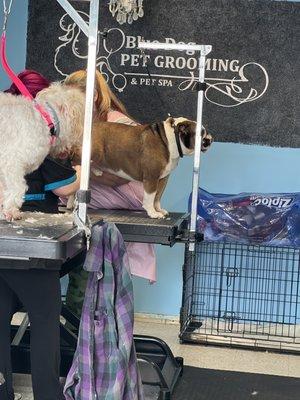 Blue Dog Pet Grooming