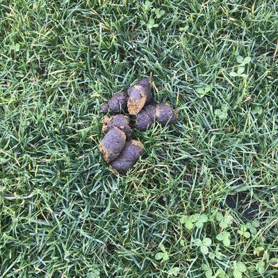 In the middle of the park field where people picnic and play frisbee