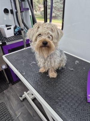 Purely Paws Mobile Grooming