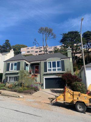 Removing a dead Monterey Cypress in SF