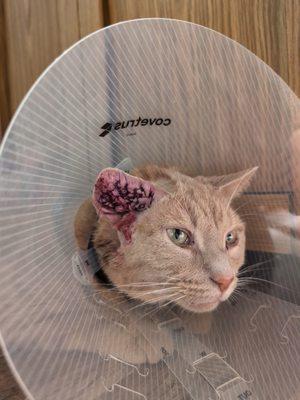 Salty Paws Veterinary Hospital