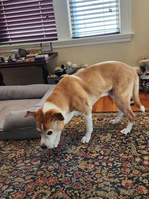 Our dog freshly groomed