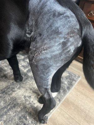 Towne & Country Veterinary Hospital