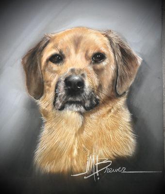 Pet portraits by Joe Brewer