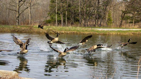 Ohio Geese Control