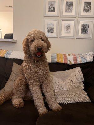 Fresh Cuts Dog Grooming