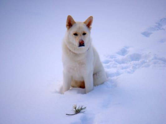Colorado Peak Puppy LLC
