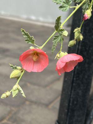 Black Mountain Nursery
