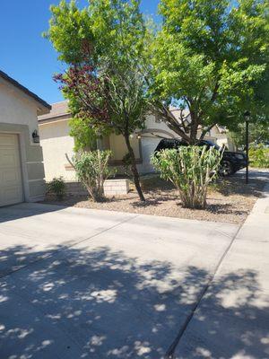 Professional Desert Landscape