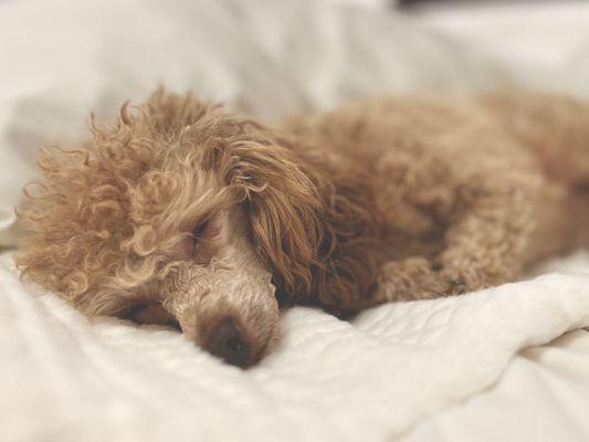 Snuggled on his heating pad. This little boy loves a warm place to sleep!