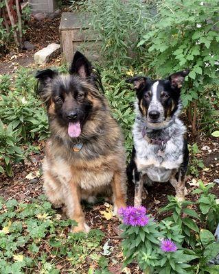 Abbot Animal Hospital