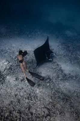 Manta Ray on our Offshore Safari Tour in Kona Hawaii