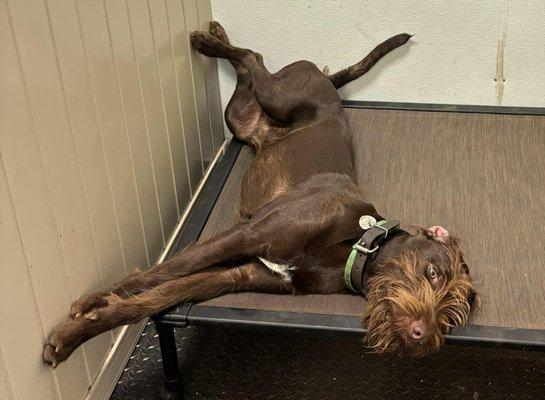 Peanut’s Dog Lodge