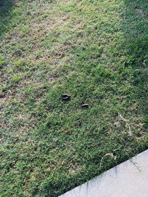 Bellflower Sheriff Substation