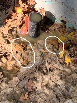 3 pieces of human shit is circled here. You can also see a lot of wet toilet paper & full pipe still spewing. This was right next to our car