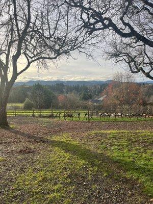 View from the winery