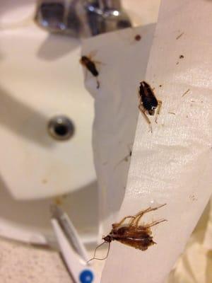 I had to tape up the attic in the bathroom because the cockroaches would fall on me when I was stepping out of the shower.