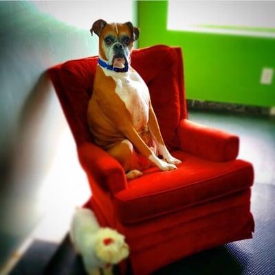 Bruno, King of the playground.