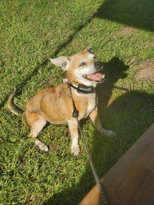 For Furever Animal Rescue