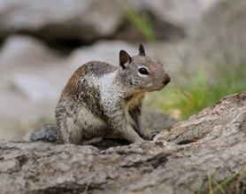 Expest Exterminating Pest Control