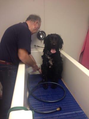 Our big dog in the self wash station.