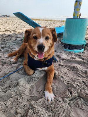 Windsor Park Animal Hospital