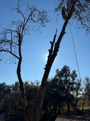 Everything Green Nice and Clean