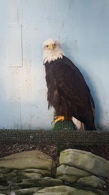 Juneau Raptor Center