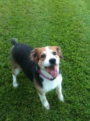 Thank you for giving such love to my Happy Dog. The entire staff gave us both more care than I could have hoped for.