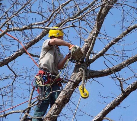 We Care Tree Service