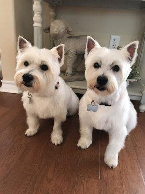 A picture is worth a thousand words. They love their groomer. (Gracie had an IV so her leg was shaved.)