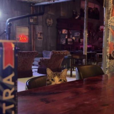 Our sweet cat Dagger asking for a beer (he's underage)