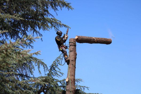 Call Oscar Tree Service