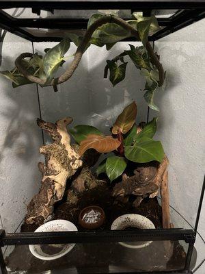 McColley's Finale philodendron