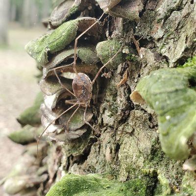 'Shrooms, moss, and Daddy Longlegs