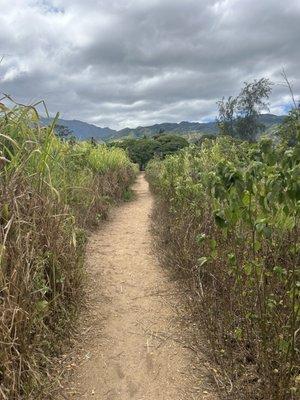 Trail to main road from beach