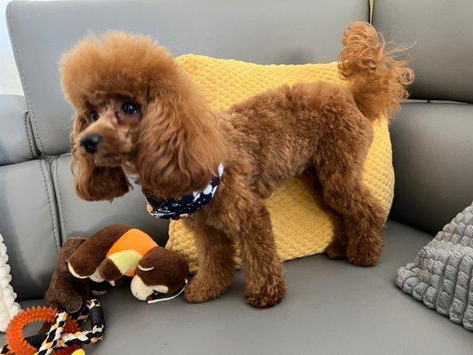 Primp & Proper Dog Grooming