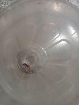 Roach that under my Daughter's pillow