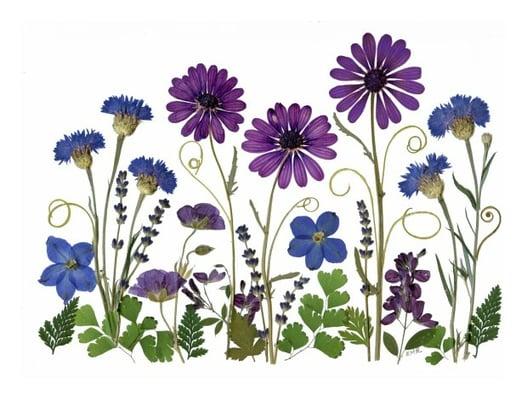 Vermont Pressed Flowers