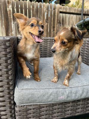 Solano County Animal Care