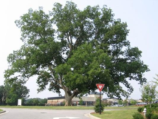 If we can save this glorious Pecan at Mulberry Park, we can certainly help you!