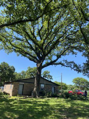 4E Tree Service Tree Trimming & Removal