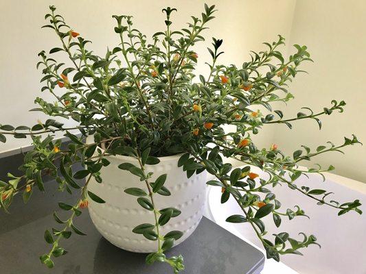 Concord Houseplants