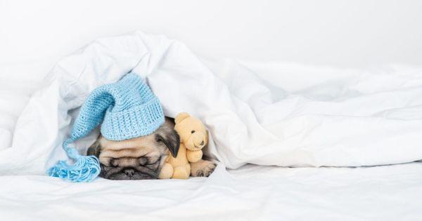 Hopeful Dreams Family Puppies