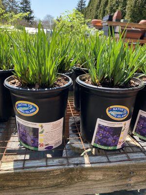 Wittendale's Florist & Greenhouses