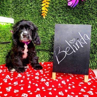 Paradise Pet Boarding & Grooming