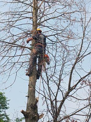 Adam's Tree Trimming